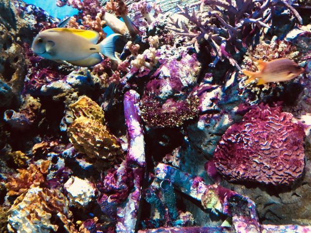 海洋資源的醫(yī)療潛力：中國海洋生物醫(yī)藥市場深度分析